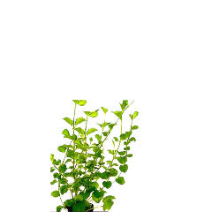 Lysimachia Nummularia (Penningkruid) In Terracotta (Lysimachia nummularia (penningkruid) in terracotta)