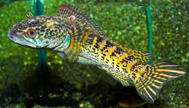 ORANJEVLEK SLANGEKOPVIS 4 x CHANNA AURANTIMACULATA L