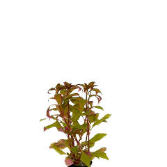 Alternanthera Reineckii Terracotta Ring (Alternanthera reineckii terracotta ring)