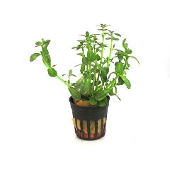 Bacopa Crenata Terracotta Ring (Bacopa crenata terracotta ring)