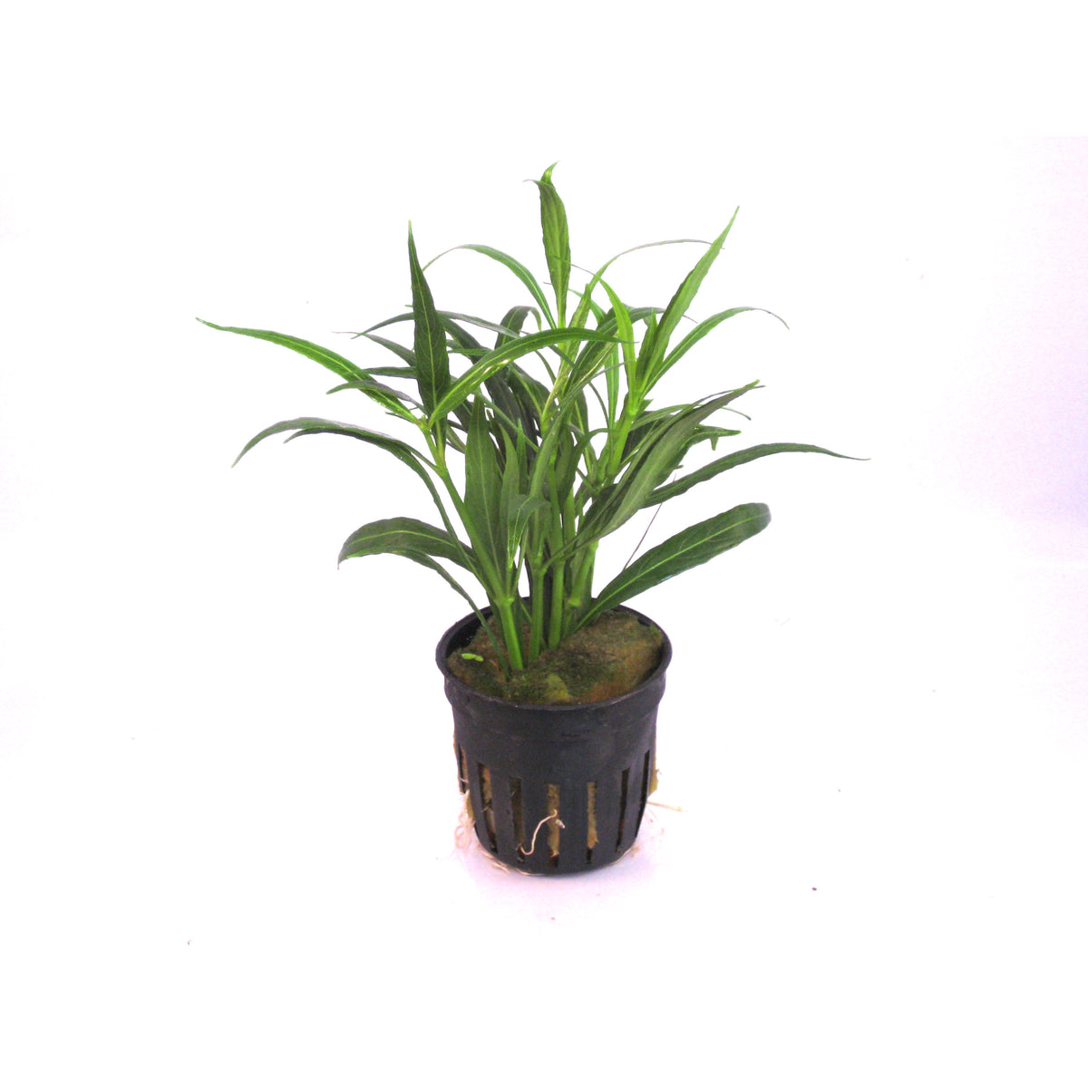 Hygrophila Salicifolia Terracotta Ring (Hygrophila salicifolia terracotta ring)