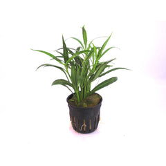 Hygrophila Salicifolia Terracotta Ring (Hygrophila salicifolia terracotta ring)