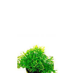Ludwigia Arcuata Terracotta Ring (Ludwigia arcuata terracotta ring)