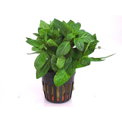 Ludwigia Palustris Groen Terracotta Ring (Ludwigia palustris groen terracotta ring)