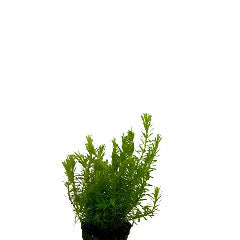 Rotala Walichii Terracotta Ring (Rotala walichii terracotta ring)