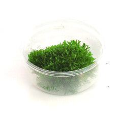 Riccia Fluitans Mos In 80 Cc Cup (Riccia fluitans mos in 80 cc cup)