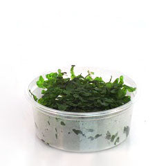 Monosolenium Pelia Mos In 80 Cc Cup (Monosolenium Pelia mos in 80 cc cup)