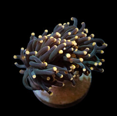 Euphyllia glabrescens (Orange-Pink tip) (1 hd.)