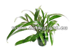 Eriocaulon in pot