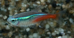 Neontetra (PARACHEIRODON INNESI M)