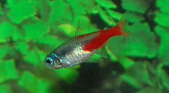 Neontetra Diamant (PARACHEIRODON INNESI DIAMOND L)