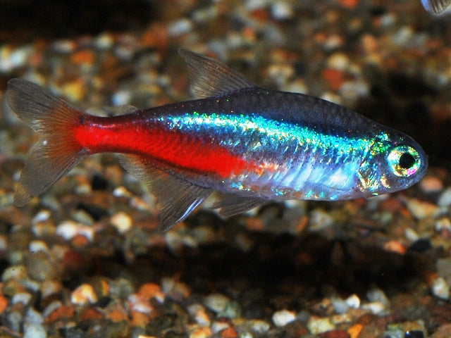 Neontetra (PARACHEIRODON INNESI  M)