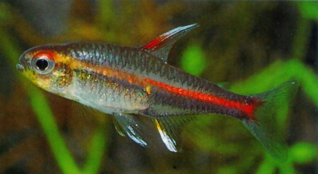 Vuurneon (HEMIGRAMMUS ERYTHROZONUS M)