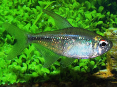 Diamantzalm (MOENKHAUSIA PITTIERI L)
