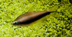 Keizertetra (NEMATOBRYCON PALMERI M)