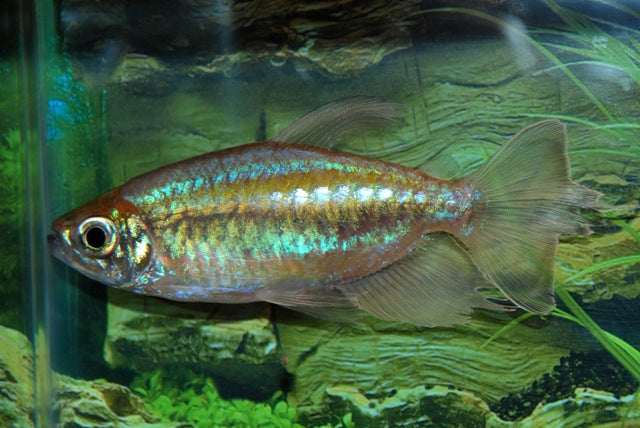 Kongozalm (PHENACOGRAMMUS INTERRUPTUS M)