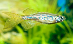 Luipaarddanio Sluier (DANIO RERIO FRANKEI LONGFIN M)