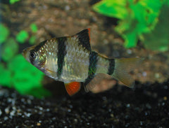 Sumatraan (PUNTIGRUS TETRAZONA S)