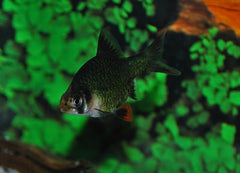 Groene Sumatraan (PUNTIGRUS TETRAZONA GREEN S)