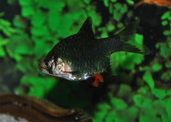 Groene Sumatraan (PUNTIGRUS TETRAZONA GREEN M)