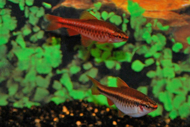 Sherry Barbeel (PUNTIUS TITTEYA M)
