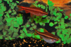 Sherry Barbeel (PUNTIUS TITTEYA M)