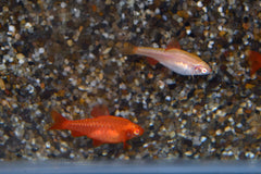 Sherry Barbeel Albino (PUNTIUS TITTEYA ALBINO L)