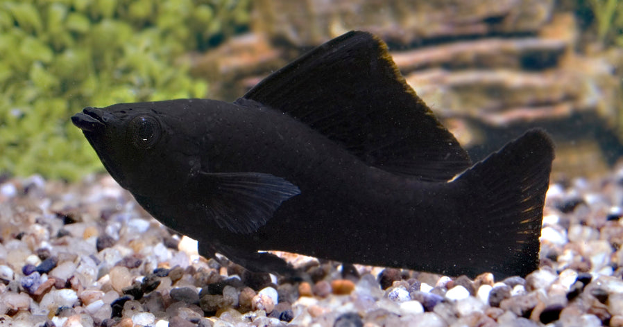 Black Molly (POECILIA SPHENOPS BLACK S)