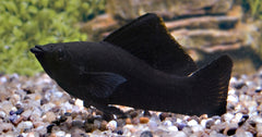 Black Molly (POECILIA SPHENOPS BLACK S)
