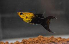 Molly Golddust Tuxedo Sluier (P. SPHENOPS GOLDDUST TUXEDO LONGFIN M)