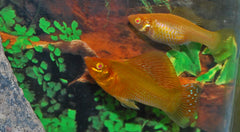 Hoogvinkarper Goud (POECILIA LATIPINNA GOLD M)