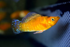 Hoogvinkarper Neon Oranje (POECILIA LATIPINNA NEON ORANGE M)