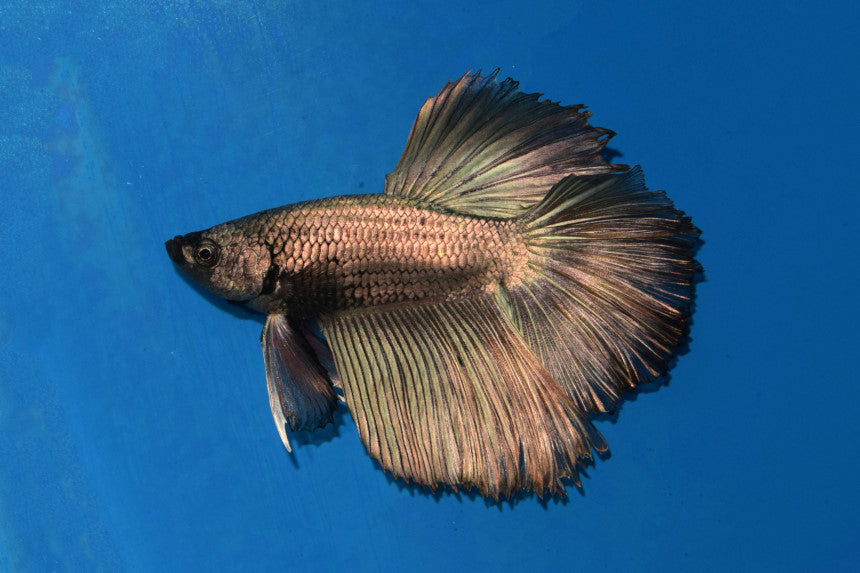 Kempvis Halfmoon Copper Man (BETTA SP. HALFMOON COPPER MALE XL)