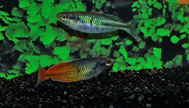 Boeseman's Regenboogvis Oranje (MELANOTAENIA BOESEMANI ORANGE M/L)