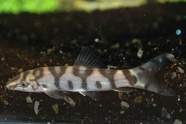 Marmerbotia (BOTIA LOHACHATA S)