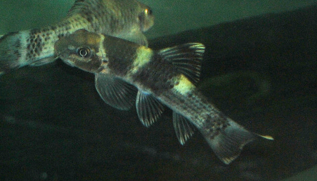 Panda Garra (GARRA FLAVATRA M/L)