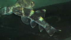 Panda Garra (GARRA FLAVATRA S)