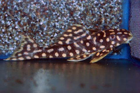L082 Opal Spot Pleco (L082 SCOBIANCISTRUS SP. S)