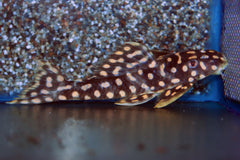 L082 Opal Spot Pleco (L082 SCOBIANCISTRUS SP. S)