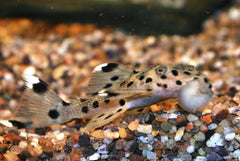 L264 Sultan Pleco (L264 LEPORACANTHICUS JOSELIMAI S)