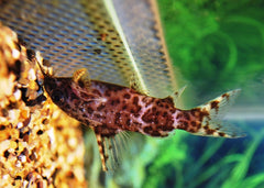 Rugzwemmer (SYNODONTIS NIGRIVENTRIS S/M)