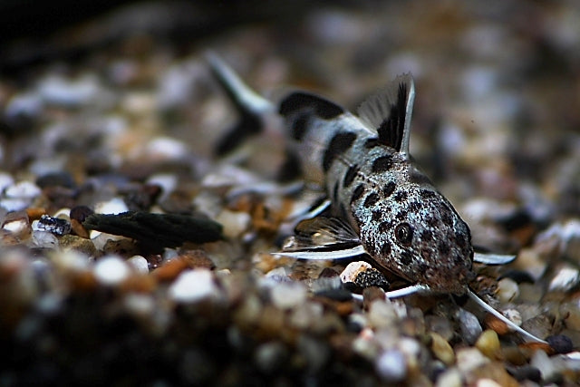 Baardmeerval Petricola Dwarf (SYNODONTIS LUCIPINNIS L)