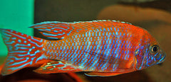 Keizerbaars Ruby Red (AULONOCARA RUBESCENS M)
