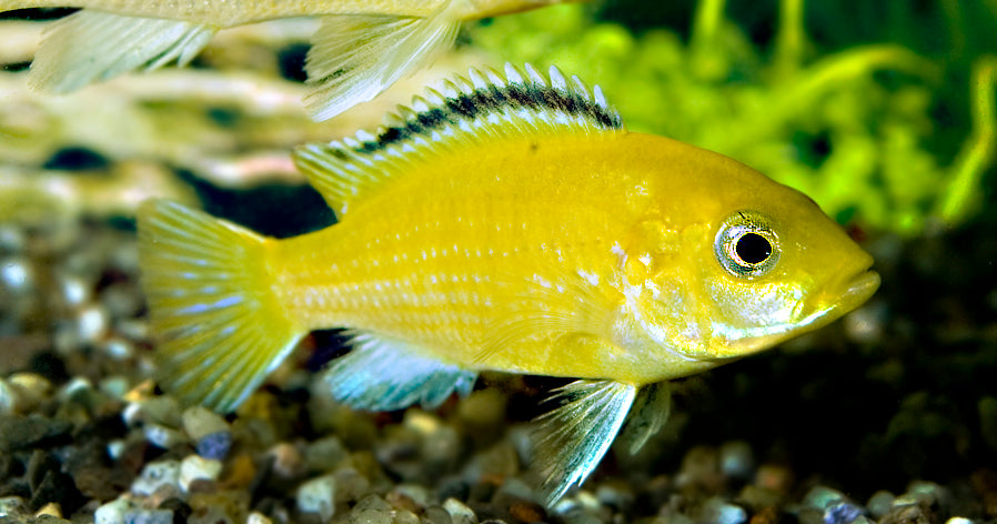 Gele Malawi Cichlide (LABIDOCHROMIS CAERULEUS S/M)