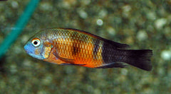 Tanganyika Cichlide Moorii Bemba (TROPHEUS MOORII BEMBA S)