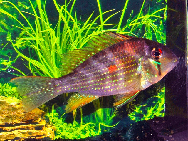 Heckelcichlide (ACARICHTHYS HECKELII S/M)