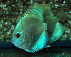 Discus Blauw Diamant (S. AEQUIFASCIATUS BLUE DIAMOND S)