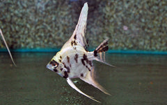 Maanvis Platinum Marmer (P. SCALARE PLATINUM MARBLE M)