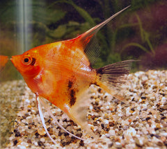Maanvis Red Devil (P. SCALARE RED DEVIL S/M)