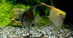 Maanvis Mix (P. SCALARE MIX M)